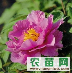 優(yōu)質(zhì)牡丹供應(yīng)指南 廠(chǎng)商、指導(dǎo)價(jià)與選購(gòu)策略